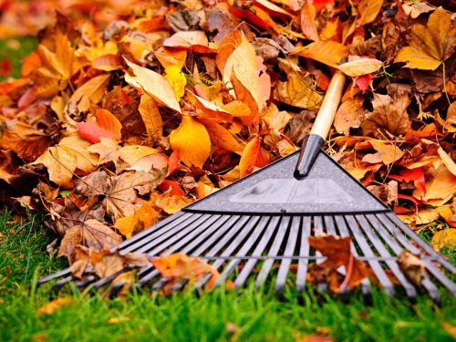 Yard Waste Removal Services in Alpharetta